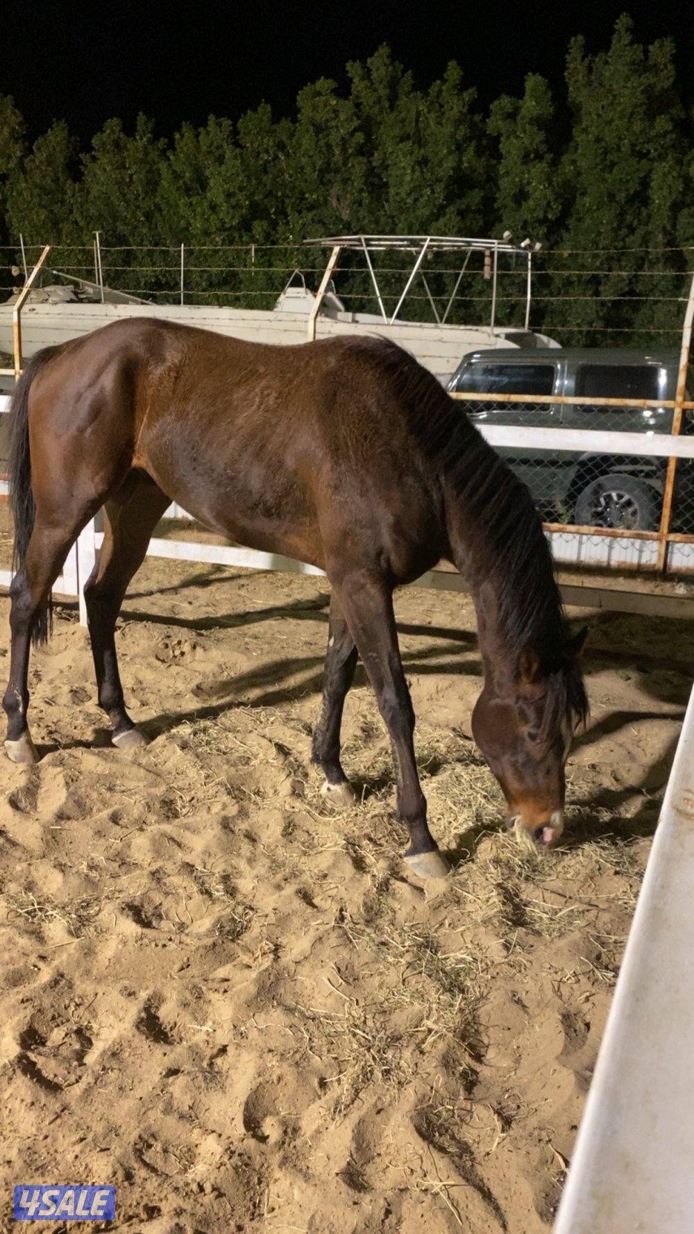 للبيع حصان انجليزي0