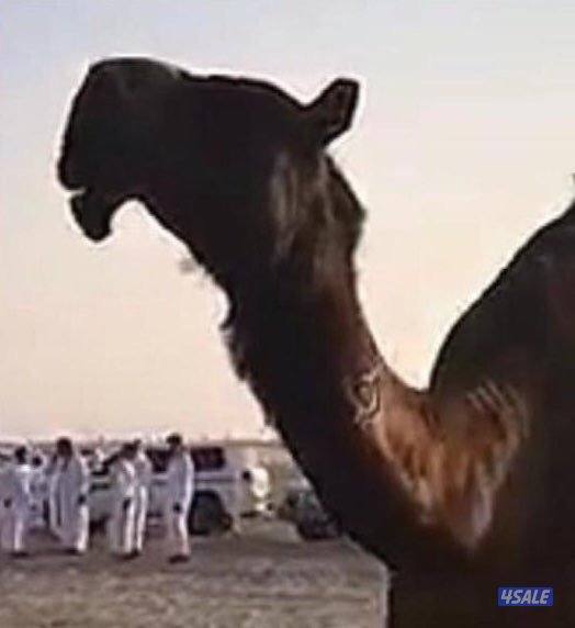 برادو ٢٠١٠4