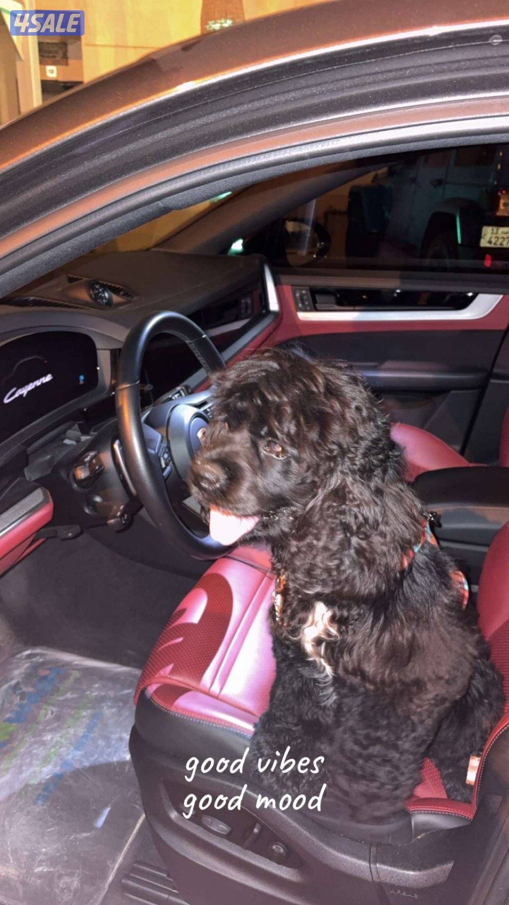 كلب بودل مطعم مع كامل اغراضه وصح جيده ومعاه حواز ودفتر تطعيمات0