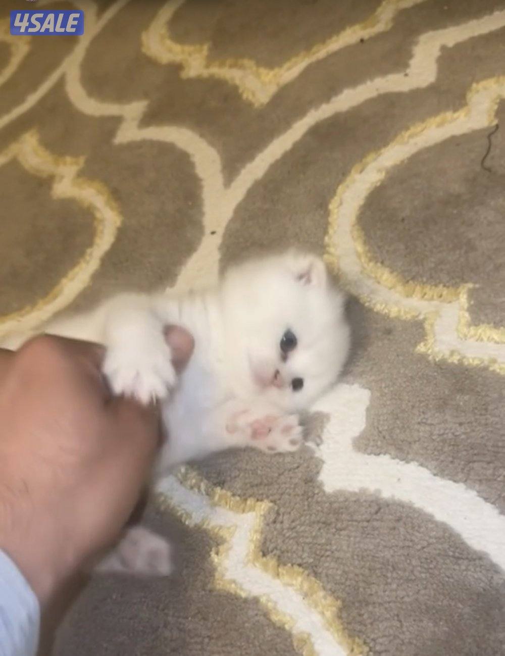 للبيع قطتين سكوتش ذكر و انثى العمر شهرين و نص  الواحد ع ١٠٠0