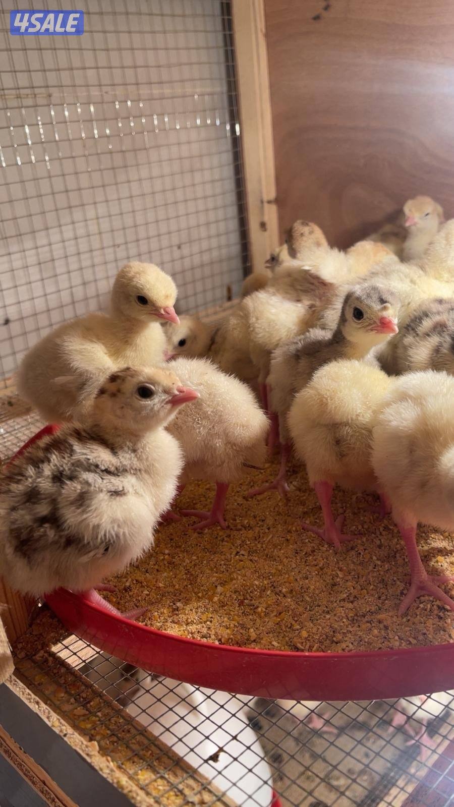 للبيع فروخ رومي عدد ٥٠0