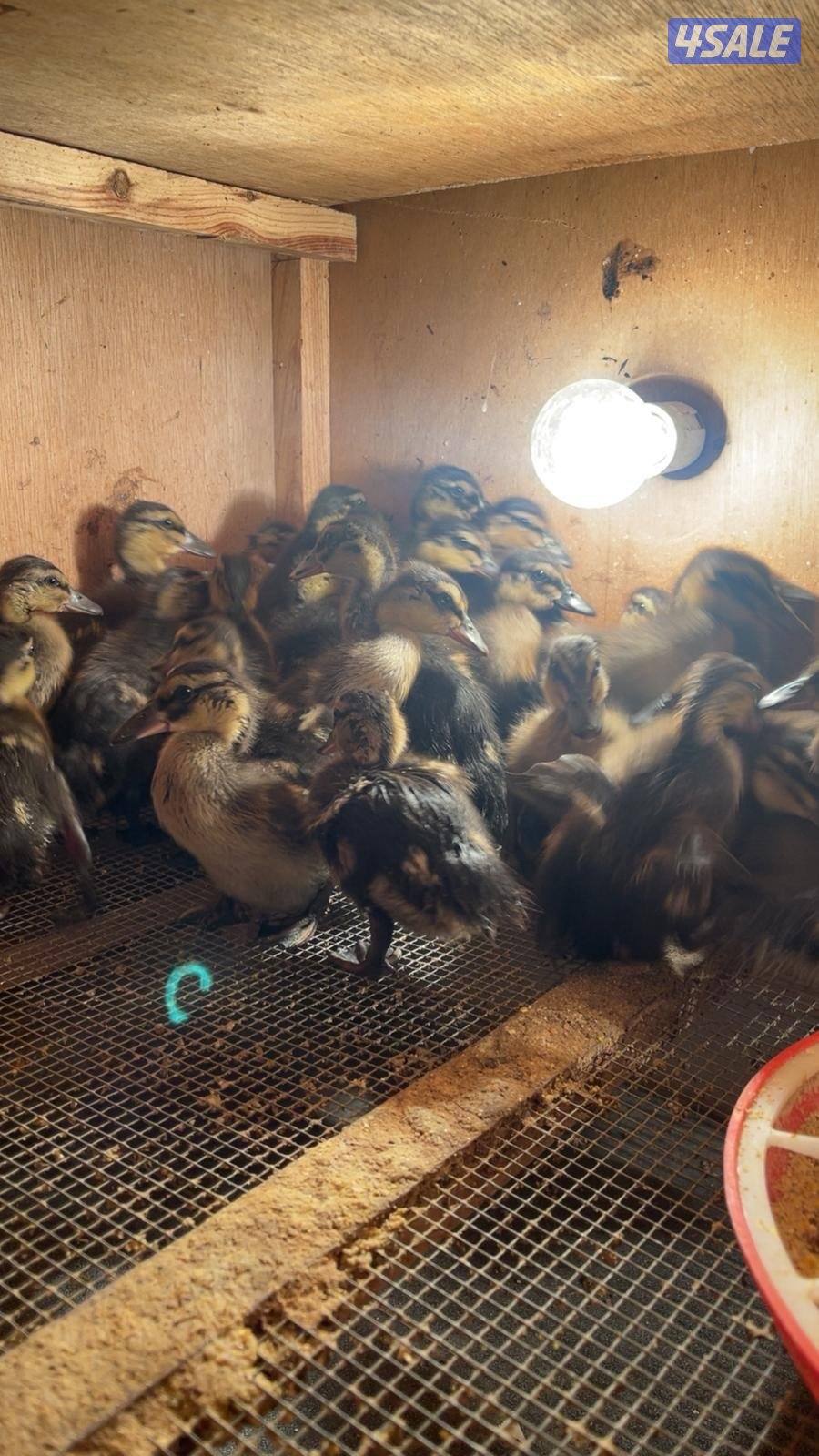 للبيع فروخ بط خضاري0