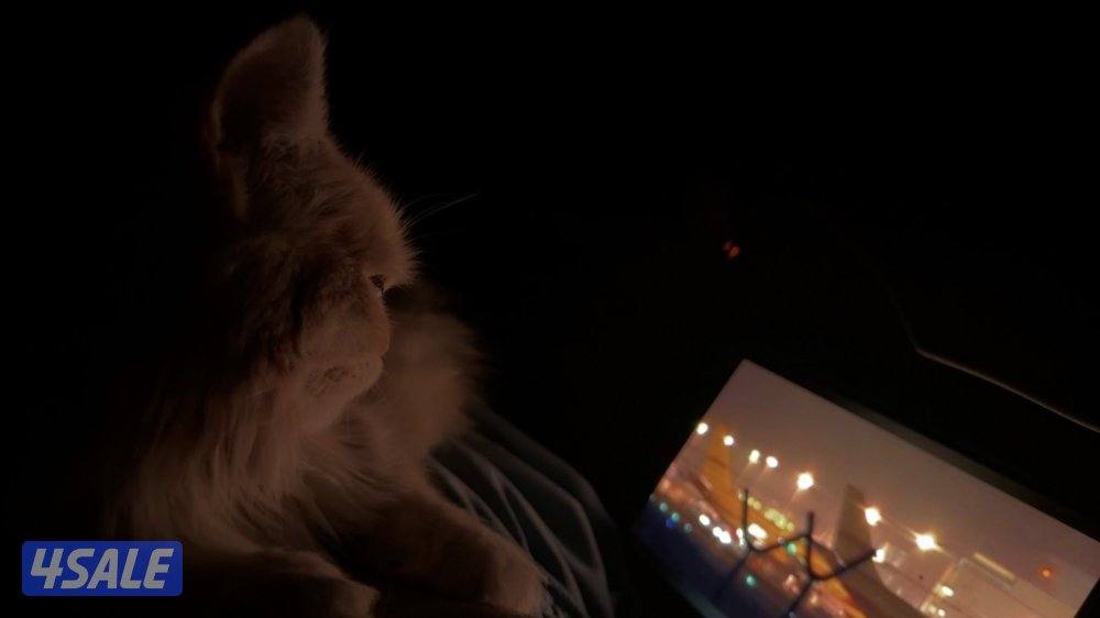 للتبني ذكر0