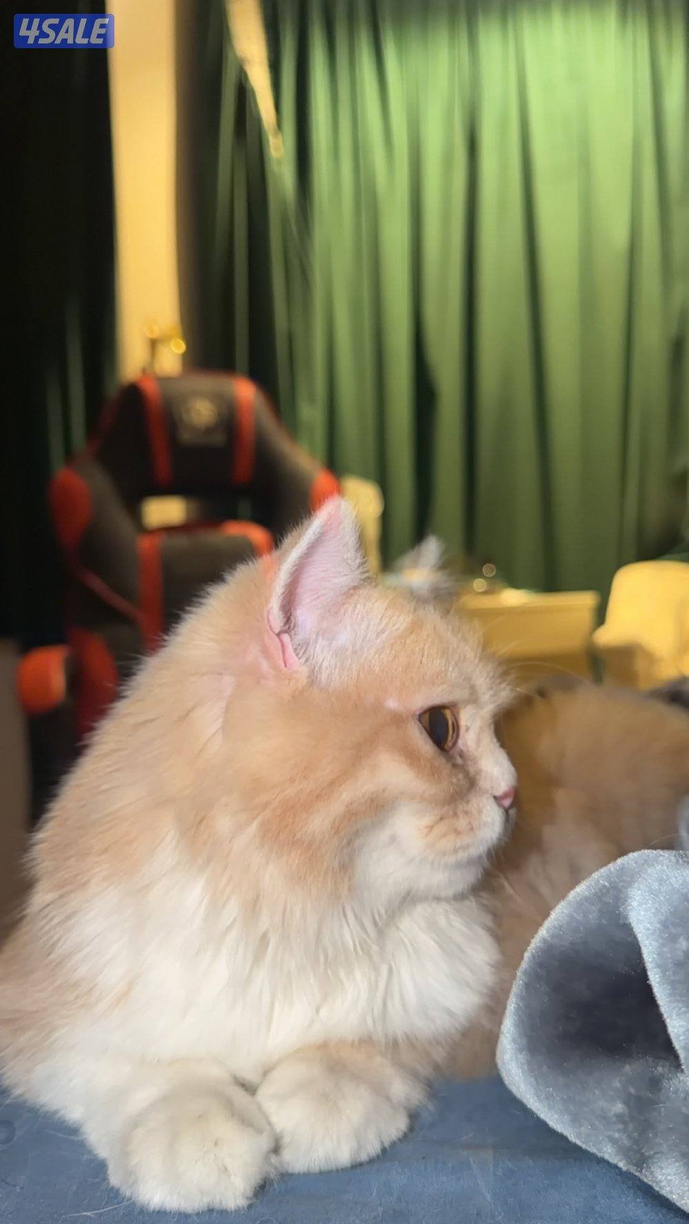 للتبني ذكر1