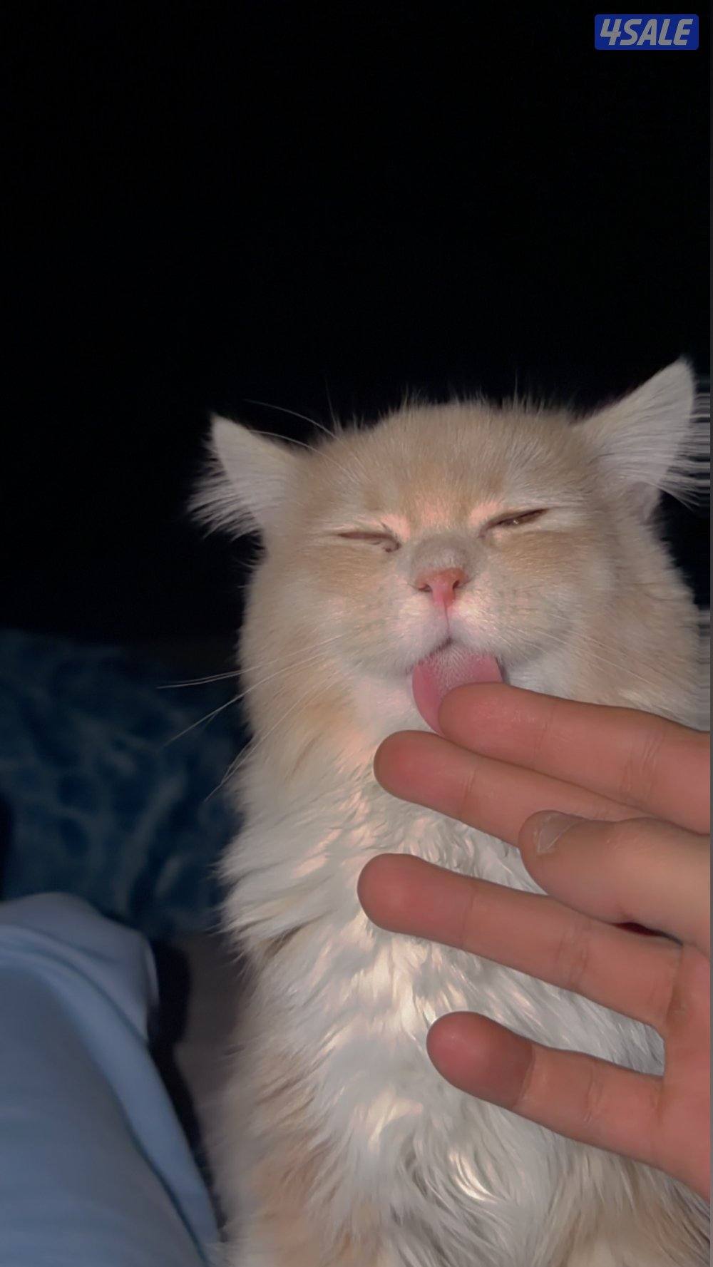 للتبني ذكر2