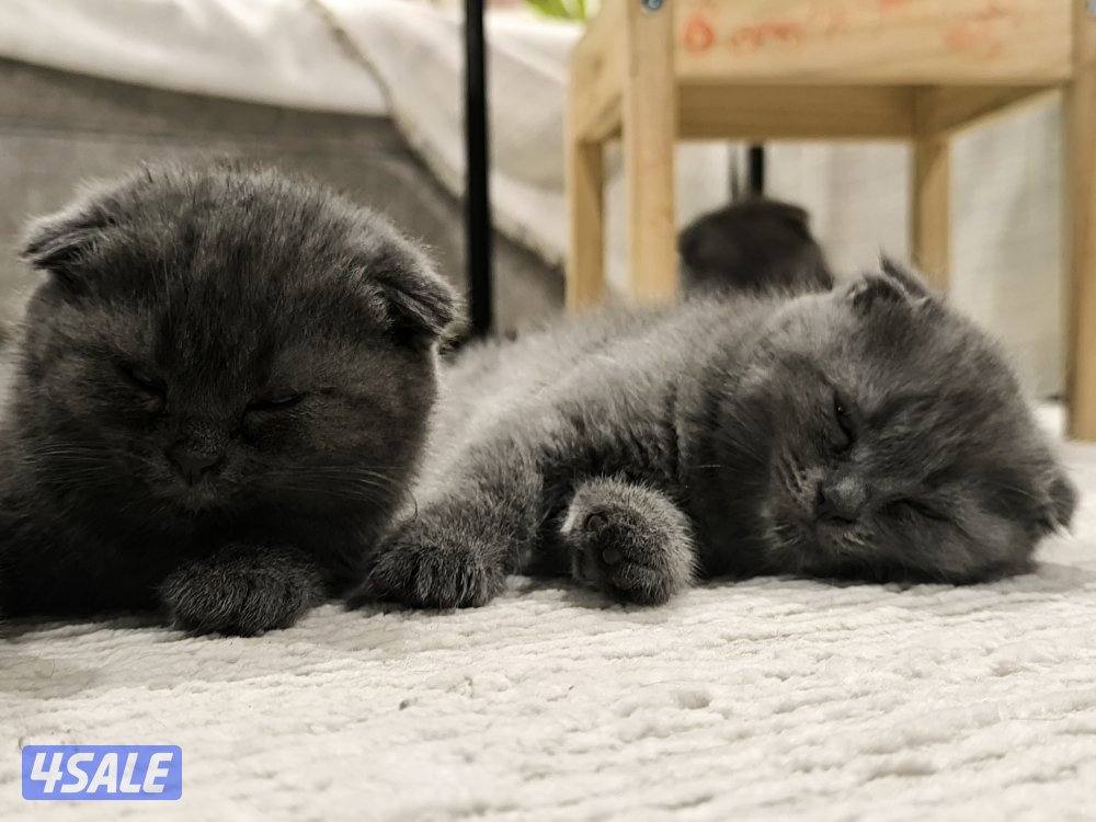 🐾 Cute Kittens for Adoption with Essentials0