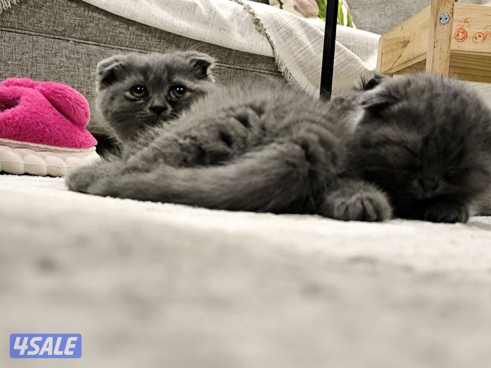 🐾 Cute Kittens for Adoption with Essentials1