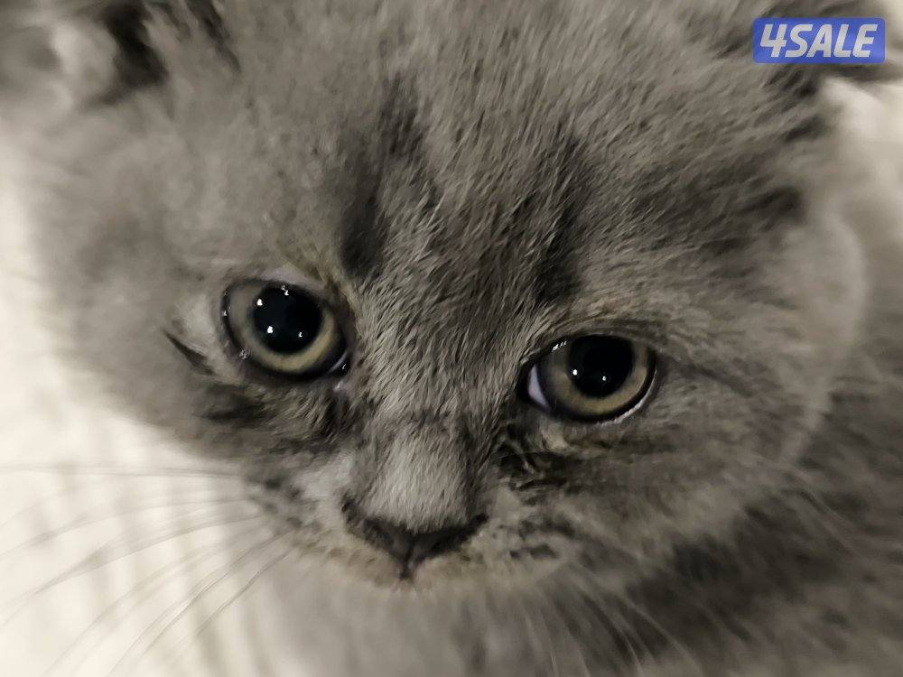 🐾 Cute Kittens for Adoption with Essentials3