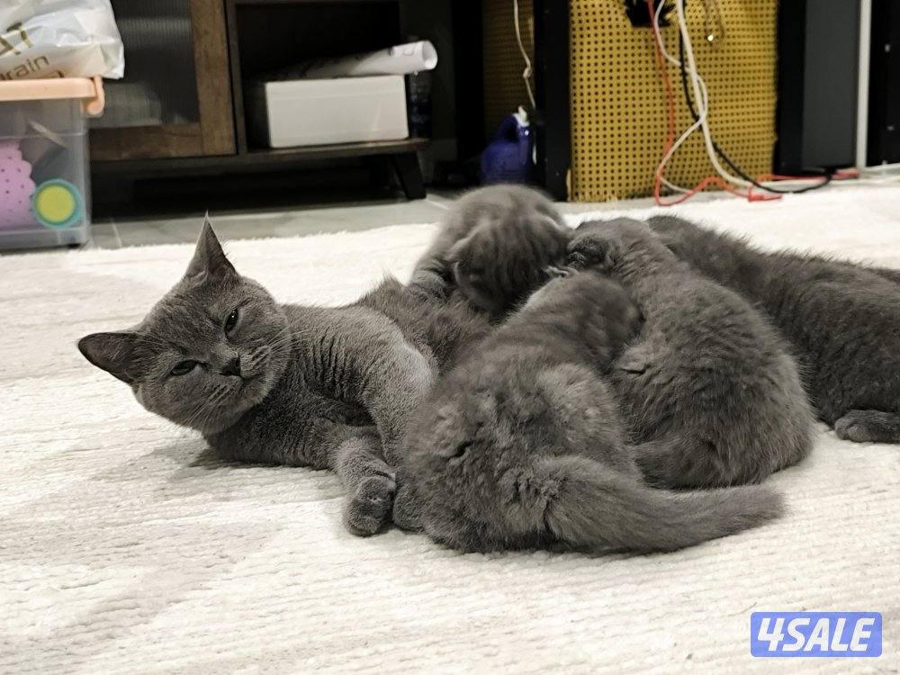 🐾 Cute Kittens for Adoption with Essentials5