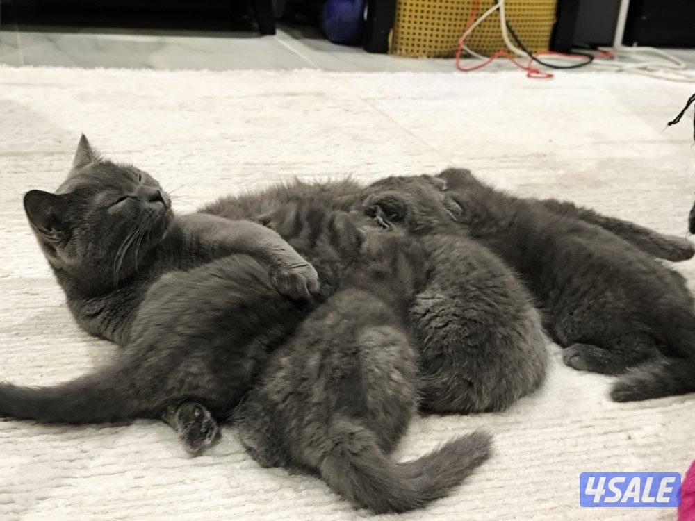 🐾 Cute Kittens for Adoption with Essentials4