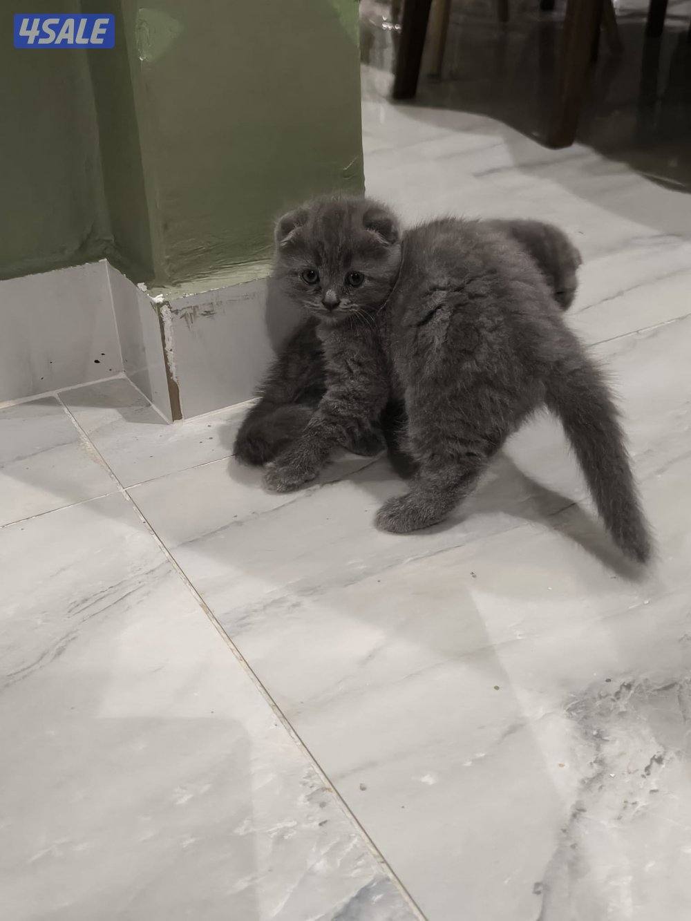 🐾 Cute Kittens for Adoption with Essentials6