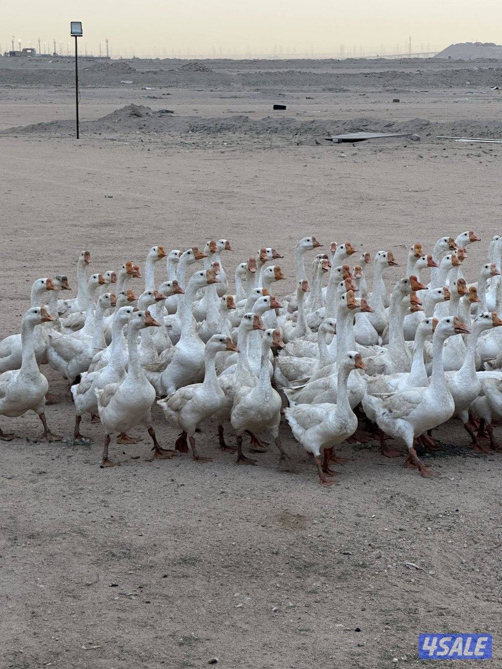 السلام عليكم البيع  بيض وز العين زرقا1