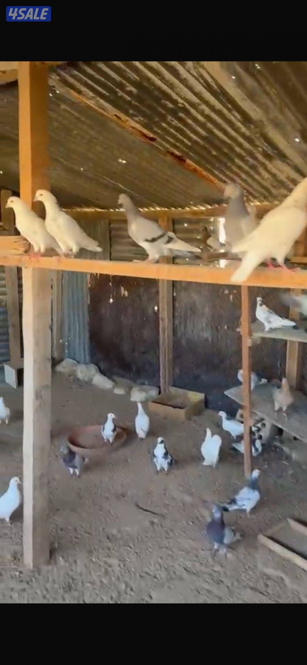 حمام لاحم عدد 80 قريبا0