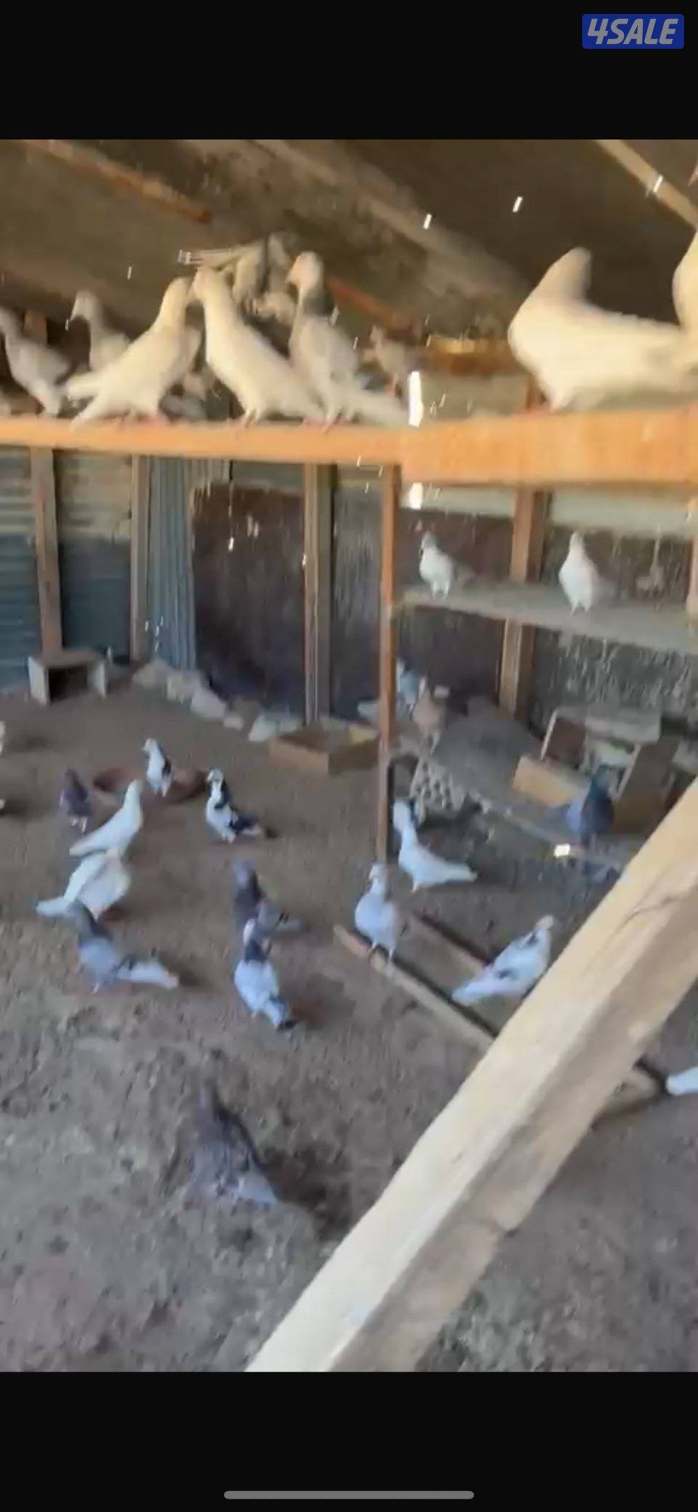 حمام لاحم عدد 80 قريبا1