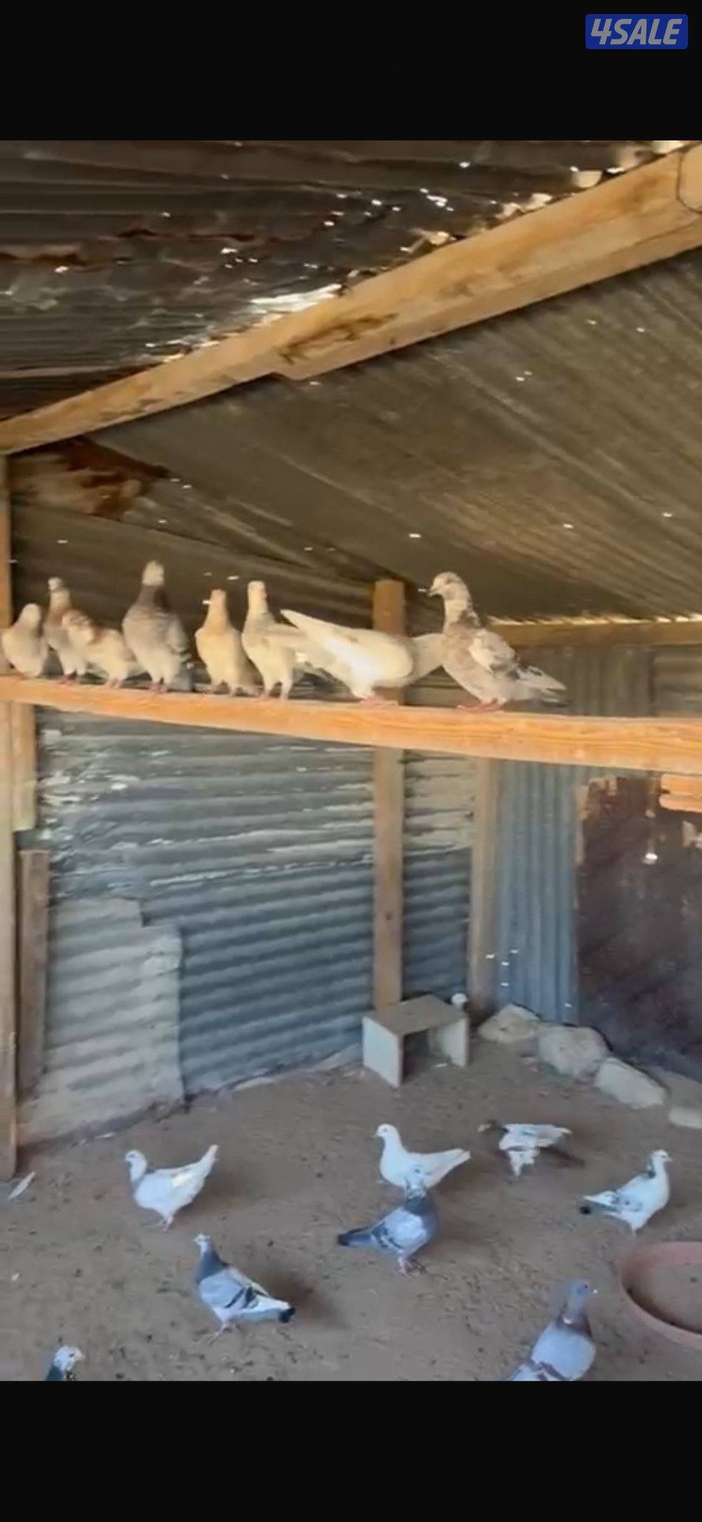 حمام لاحم عدد 80 قريبا2