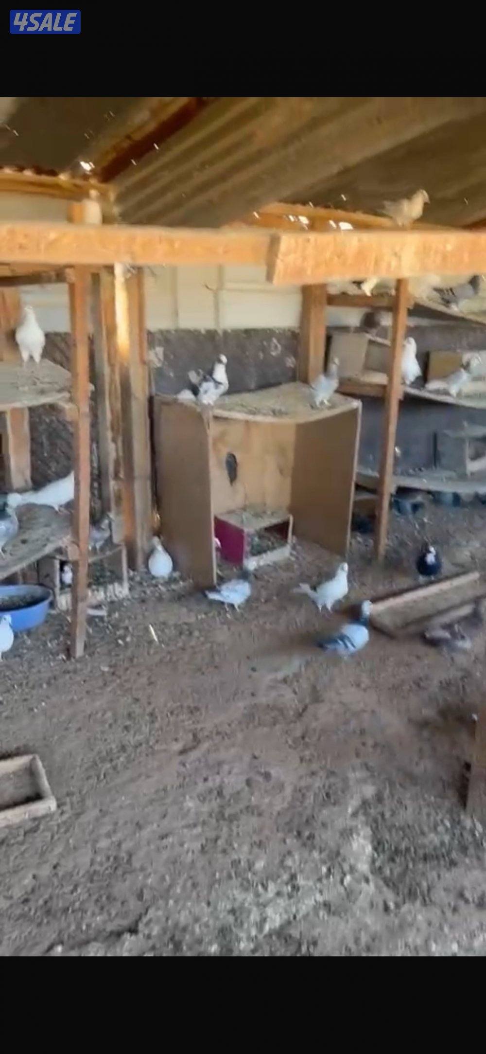 حمام لاحم عدد 80 قريبا4