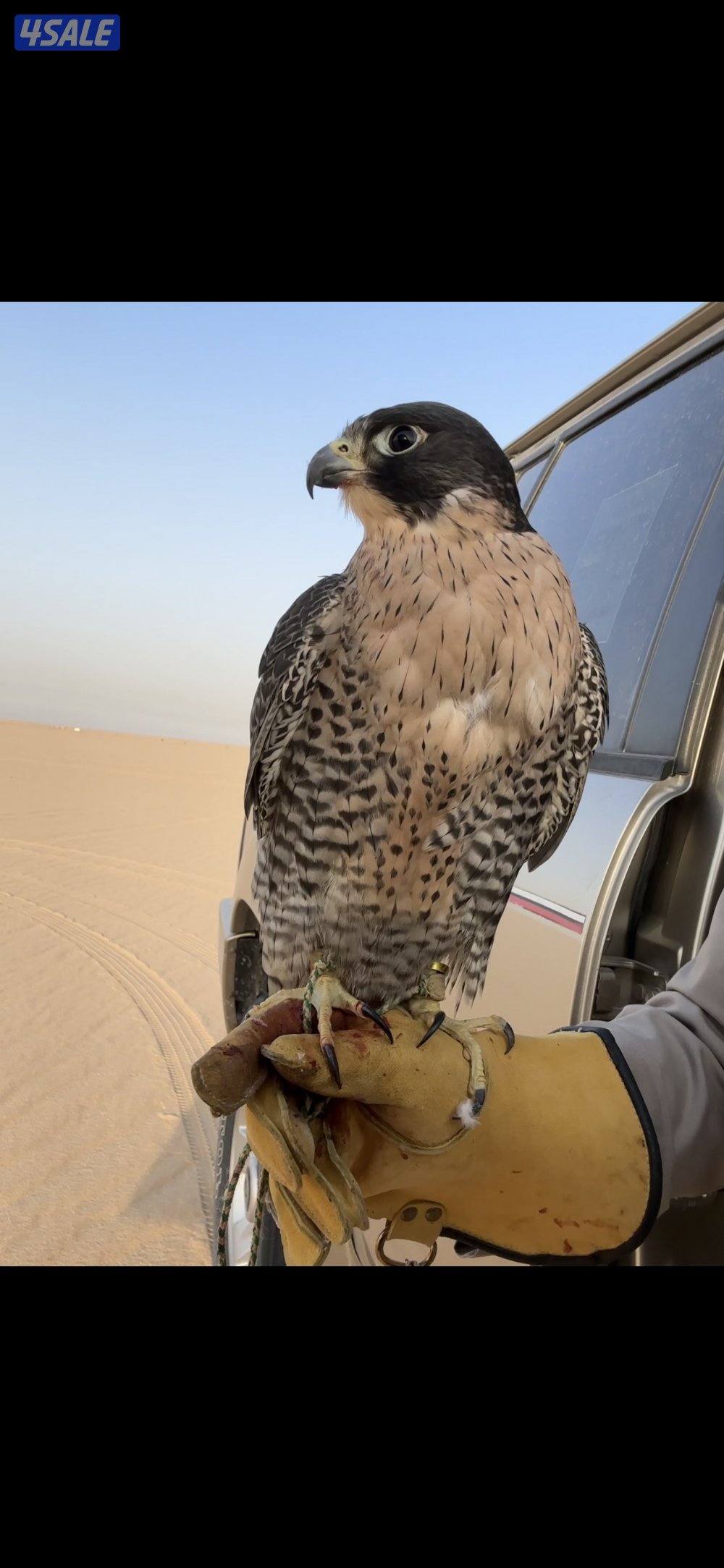 ‏للبدل أو للبيع1