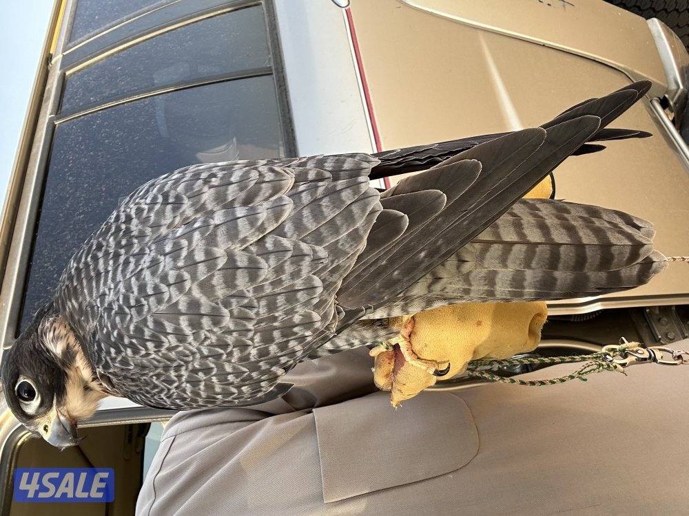 ‏للبدل أو للبيع2