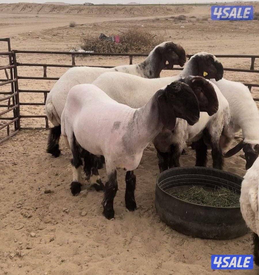 جزّ الأغنام

jz al'aghnam1