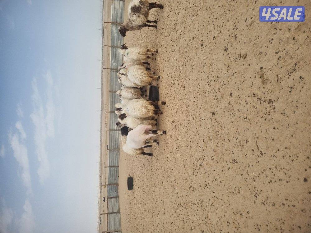 للبيع غنم عدد 17
4 شرط سونار
الباقي اعاده فحص مع الفحل 15 يوم1