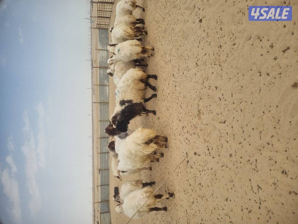 للبيع غنم عدد 17
4 شرط سونار
الباقي اعاده فحص مع الفحل 15 يوم2