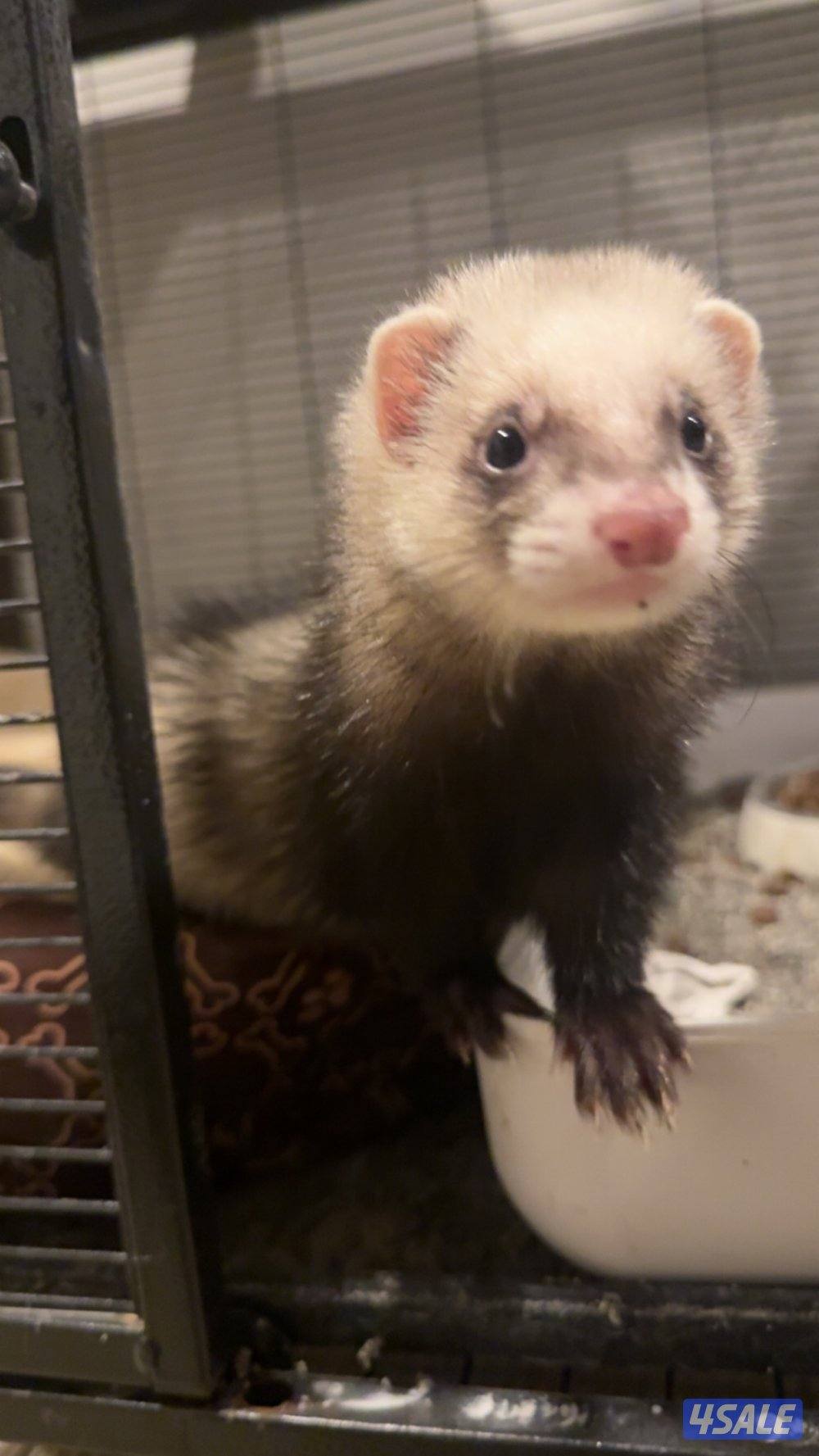 Ferret | نمس0