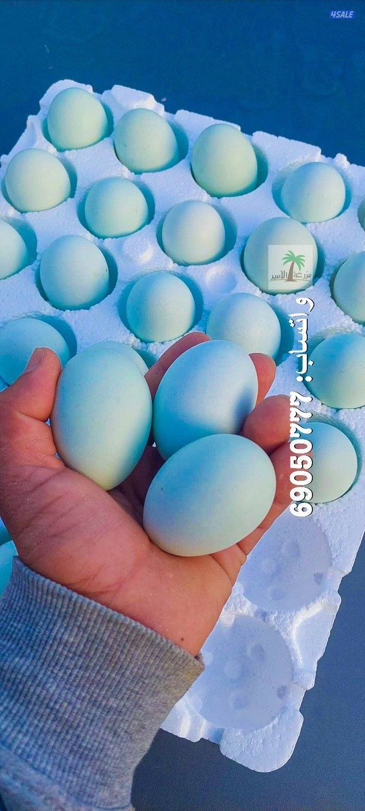 فروخ لغ بار الانجليزي الاصلي - اللي بيضهم ازرق0