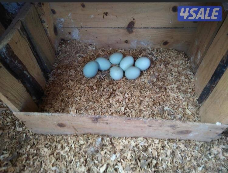 فروخ لغ بار الانجليزي الاصلي - اللي بيضهم ازرق4