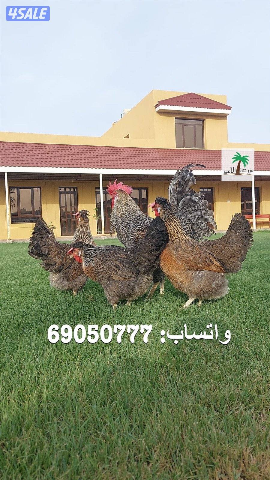 فروخ لغ بار الانجليزي الاصلي - اللي بيضهم ازرق2