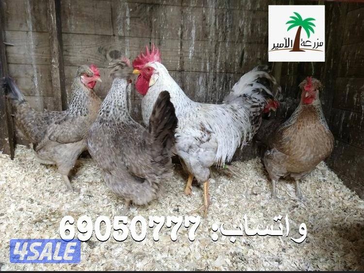 فروخ لغ بار الانجليزي الاصلي - اللي بيضهم ازرق1