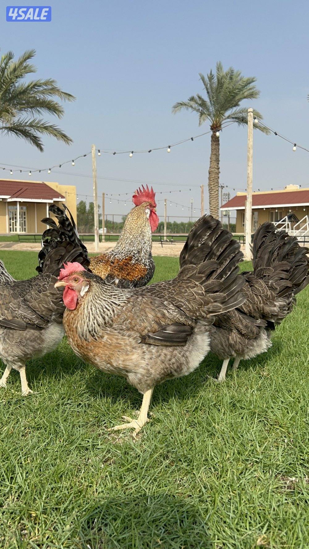 فروخ لغ بار الانجليزي الاصلي - اللي بيضهم ازرق5