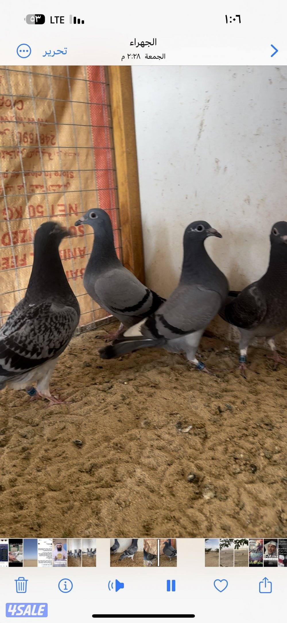 للبيع فروخ زاجل سباق0