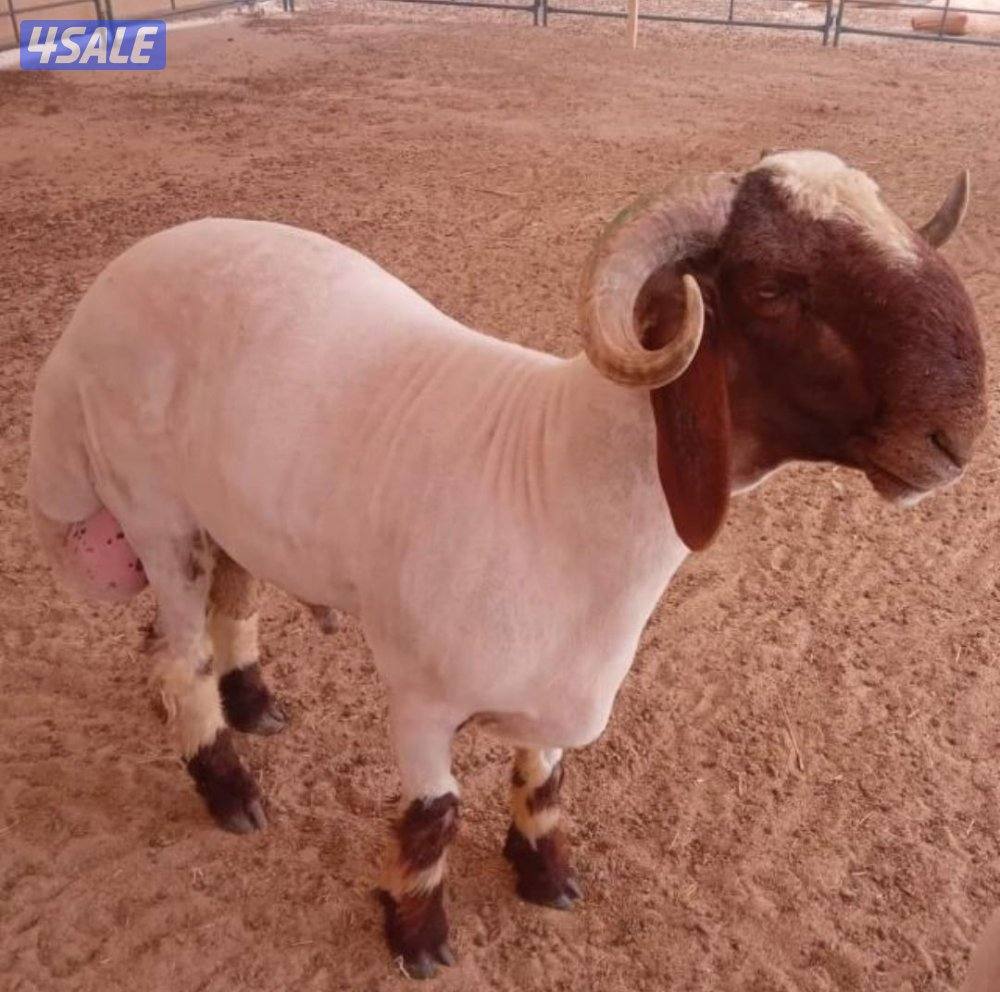 يتم جزّ صوف الأغنام بعناية.2