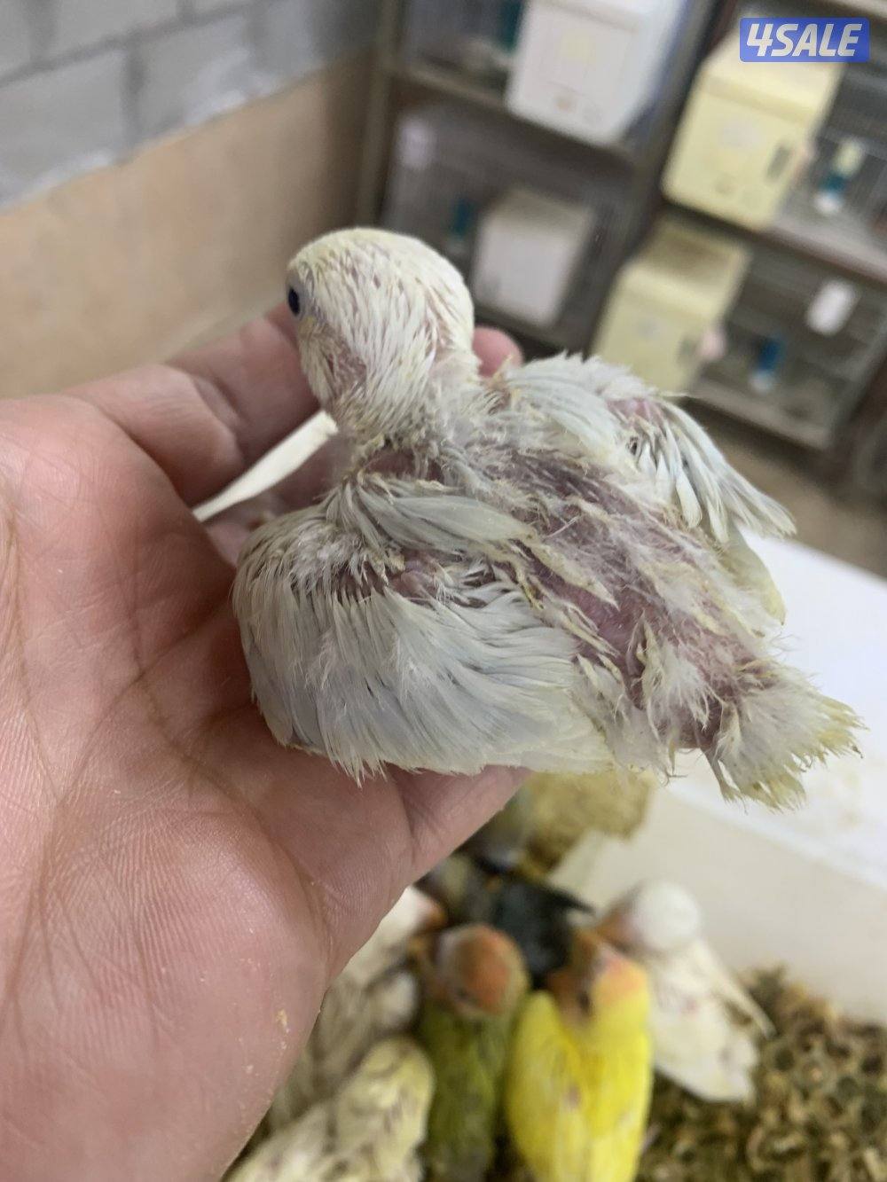 حرررق اسعار اللوف بيرد1