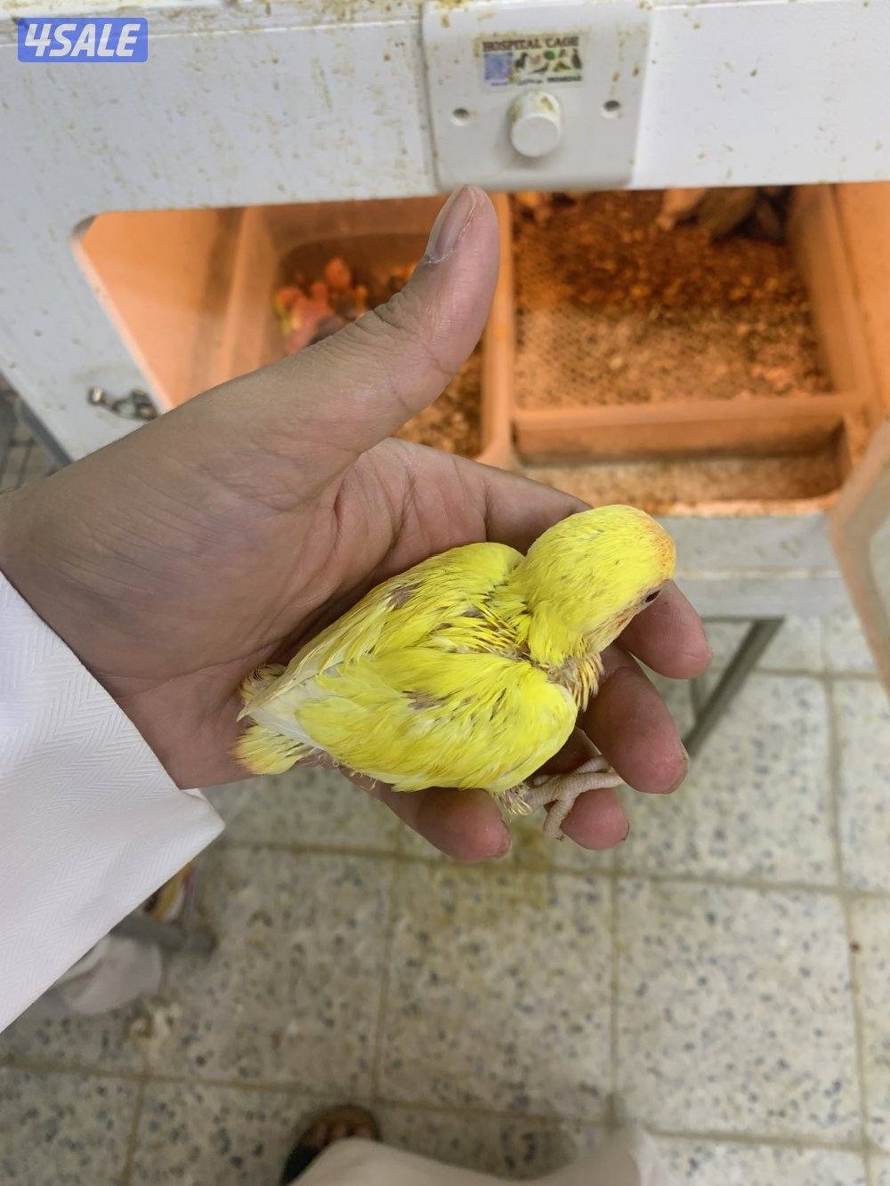 حرررق اسعار اللوف بيرد2