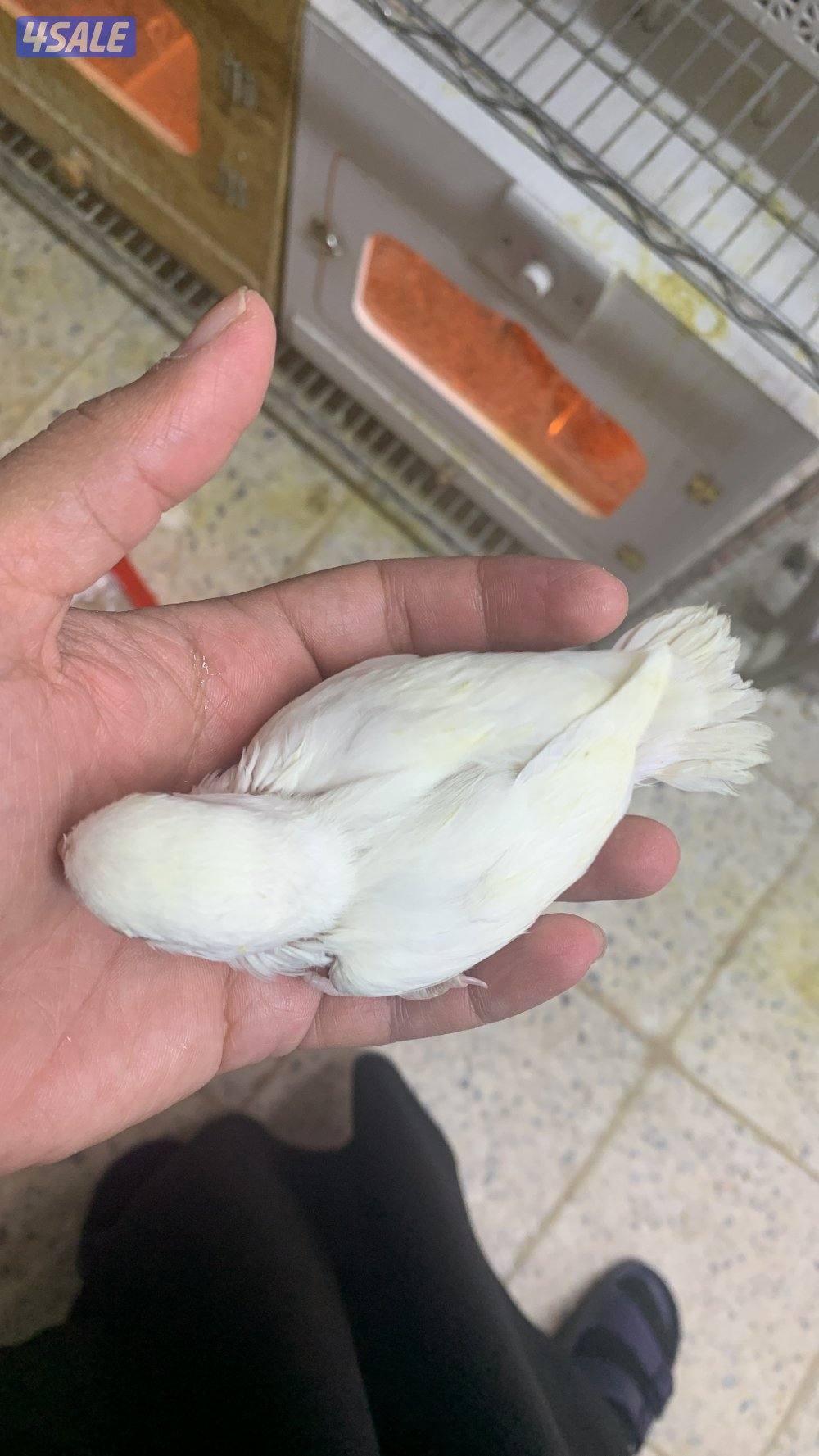 حرررق اسعار اللوف بيرد3