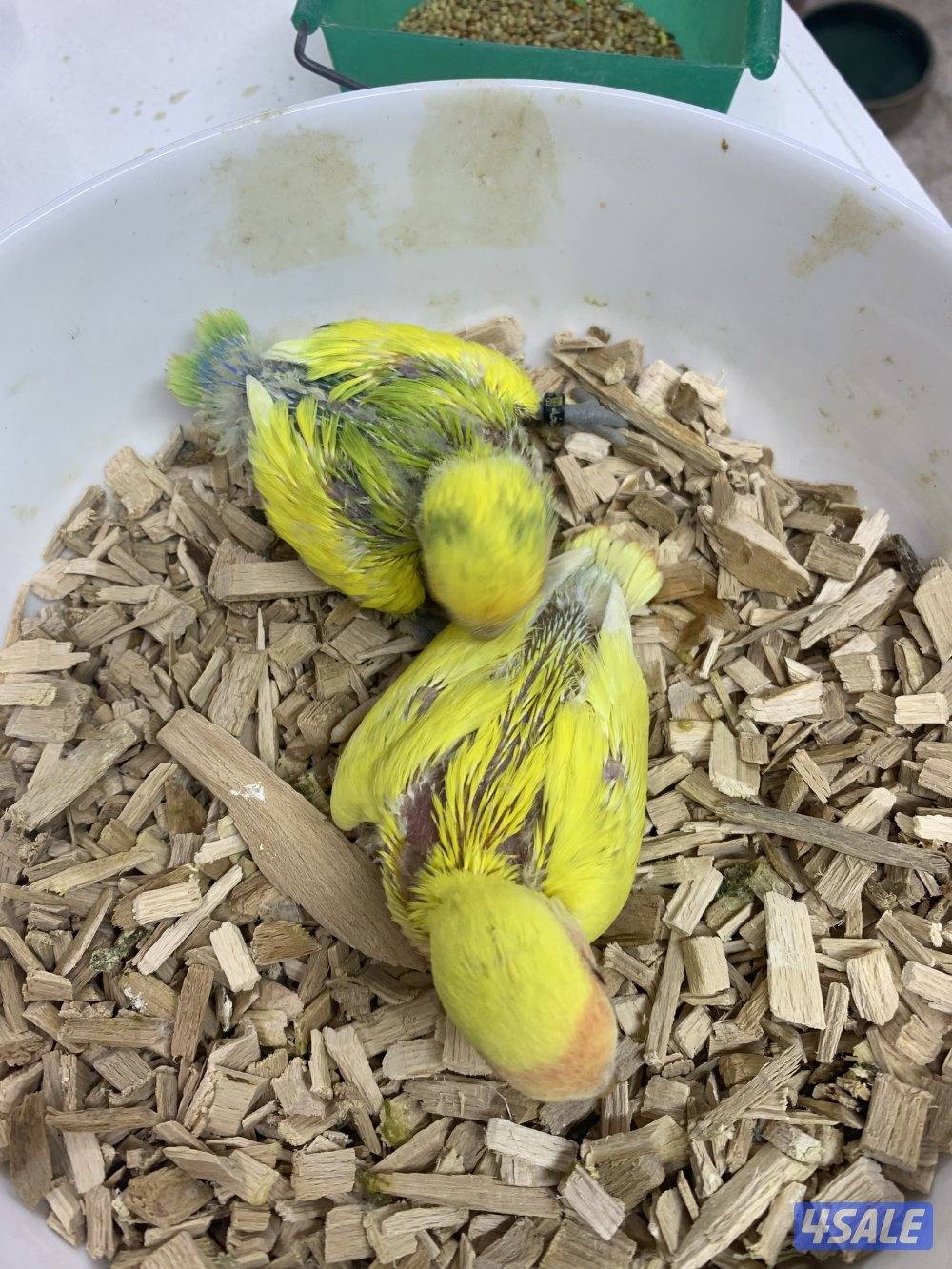 حرررق اسعار اللوف بيرد4