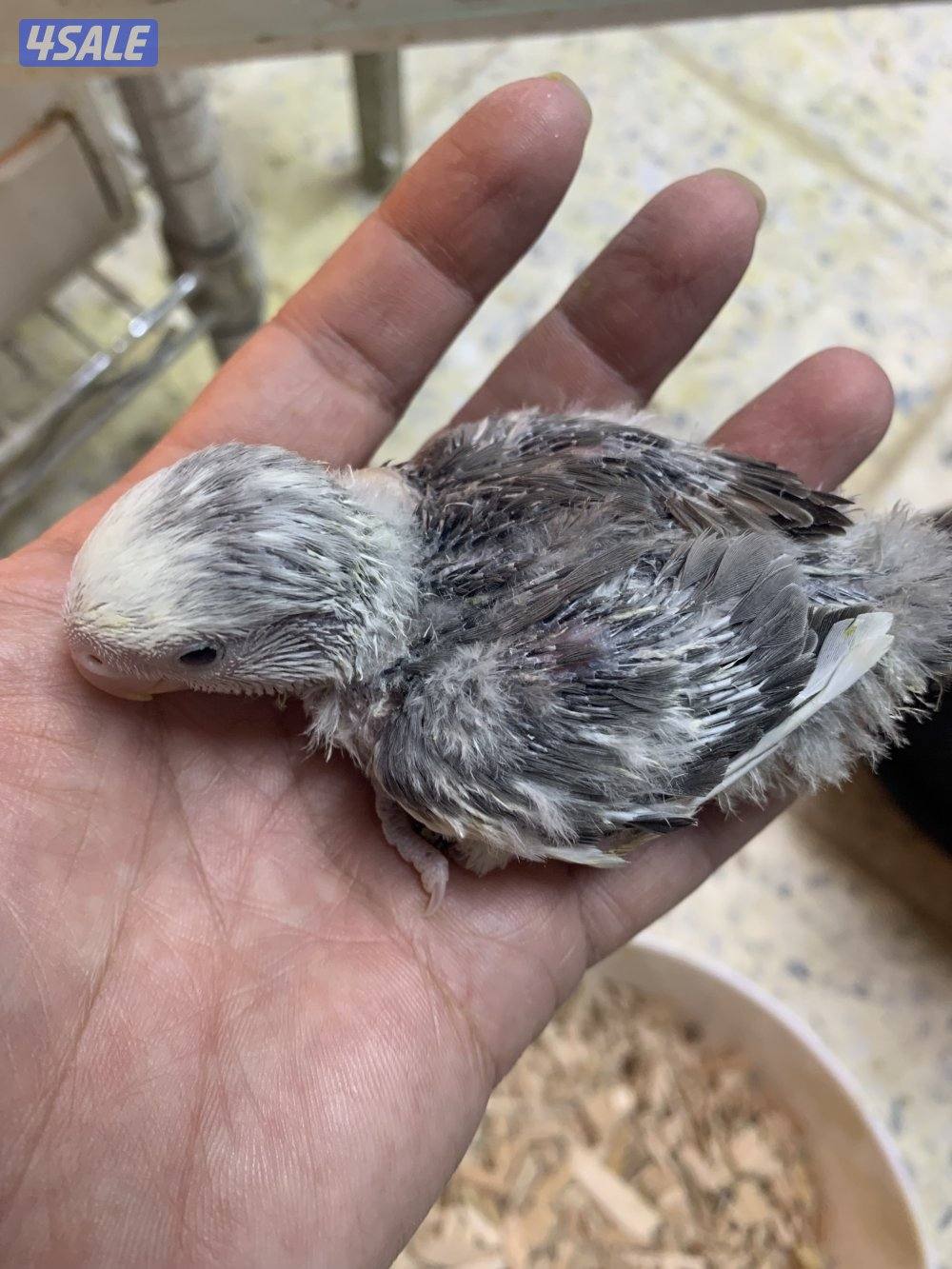 حرررق اسعار اللوف بيرد5