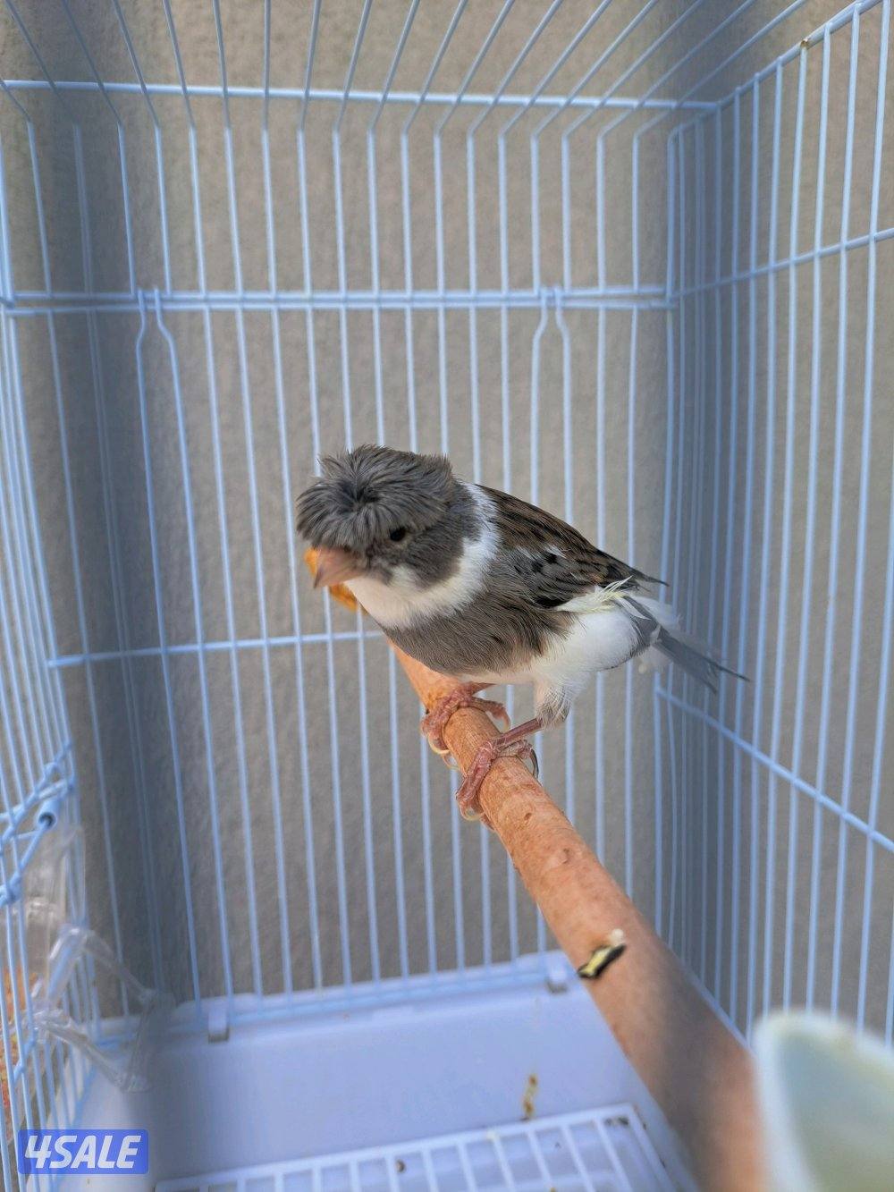 افحل كناري تغريد / انثاي جاهزين1