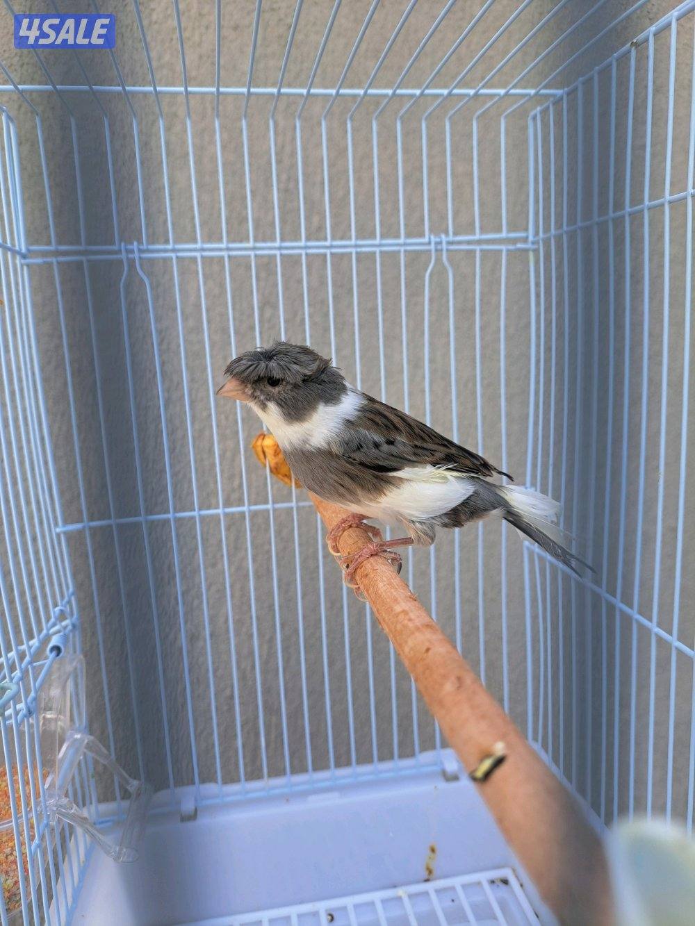 افحل كناري تغريد / انثاي جاهزين0