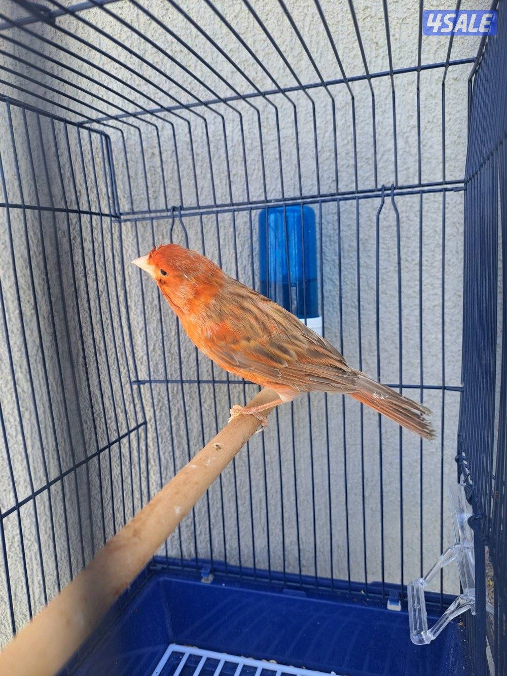 افحل كناري تغريد / انثاي جاهزين2