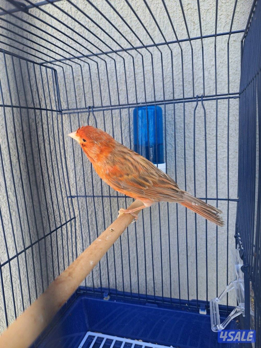 افحل كناري تغريد / انثاي جاهزين3