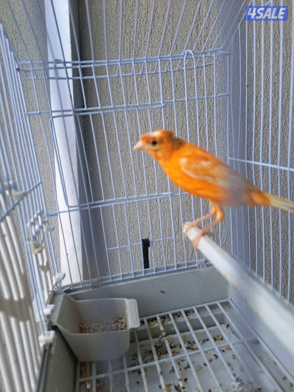 افحل كناري تغريد / انثاي جاهزين4