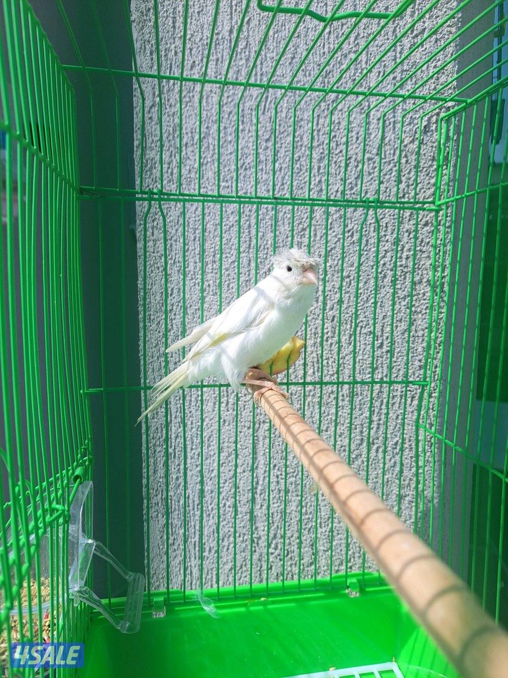 افحل كناري تغريد / انثاي جاهزين5