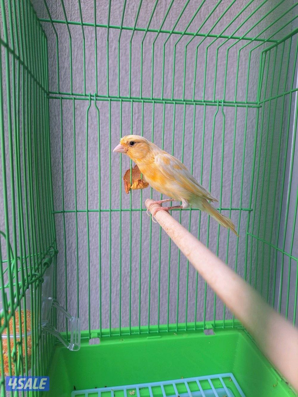 افحل كناري تغريد / انثاي جاهزين7