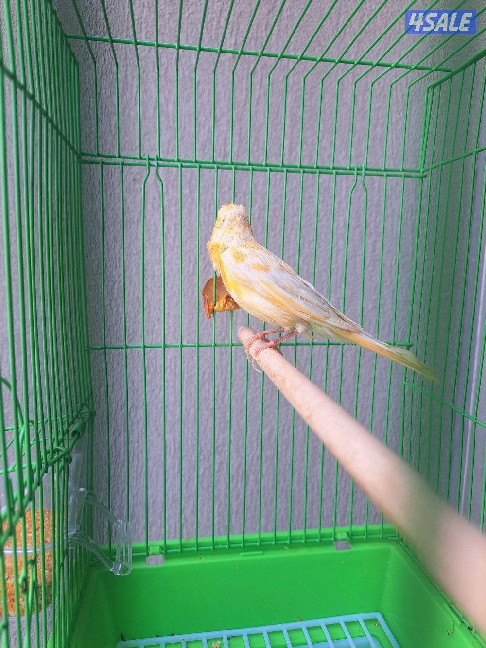 افحل كناري تغريد / انثاي جاهزين6