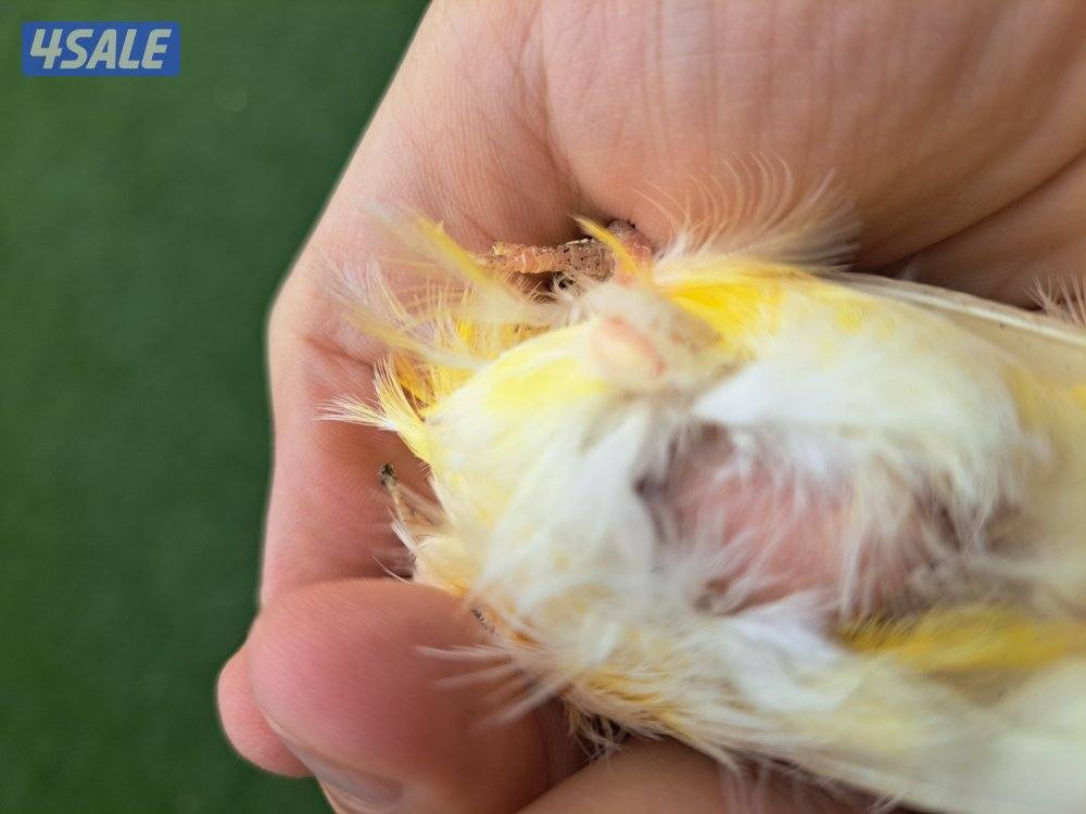 افحل كناري تغريد / انثاي جاهزين8