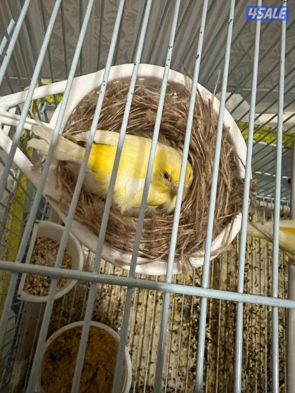 افحل كناري تغريد / انثاي جاهزين9