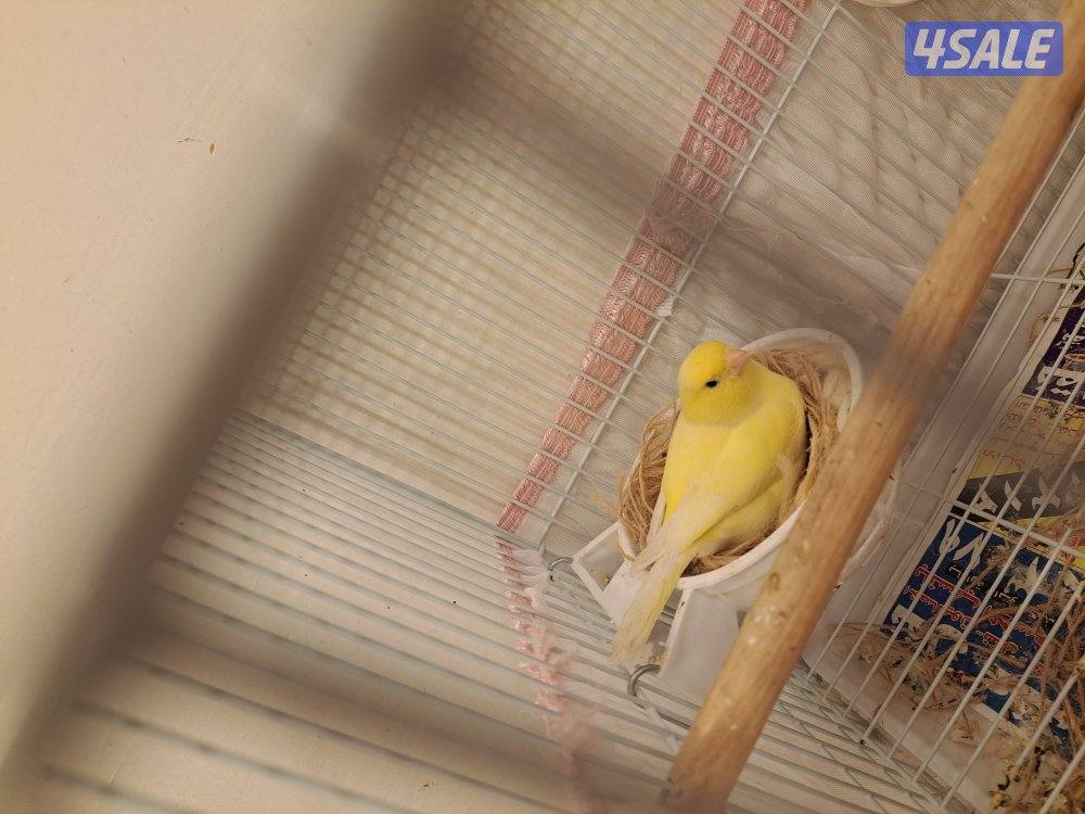 افحل كناري تغريد / انثاي جاهزين10