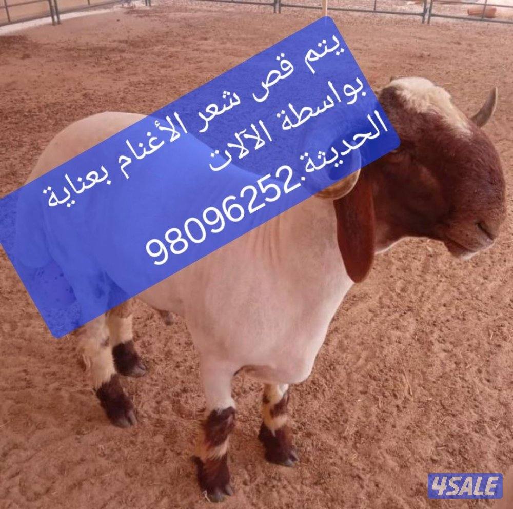 يتم جزّ صوف الأغنام بعناية.1